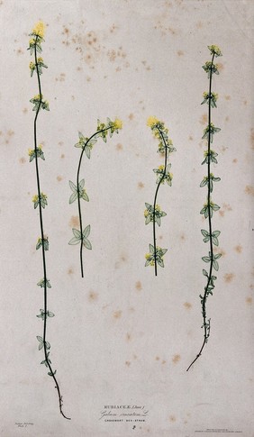 Crosswort or bedstraw (Galium cruciata): four flowering stems. Colour nature print by H. Bradbury.