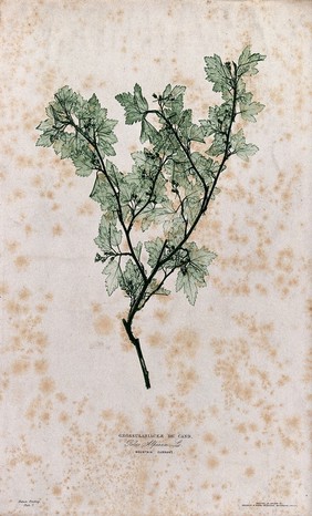 A currant plant (Ribes alpinum): fruiting stem. Colour nature print by H. Bradbury.