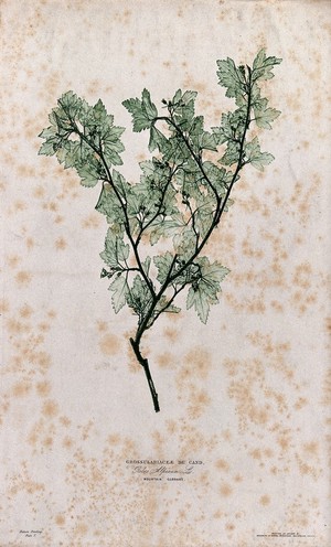 view A currant plant (Ribes alpinum): fruiting stem. Colour nature print by H. Bradbury.