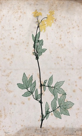 Meadowsweet (Filipendula ulmaria): flowering stem. Colour nature print by H. Bradbury.