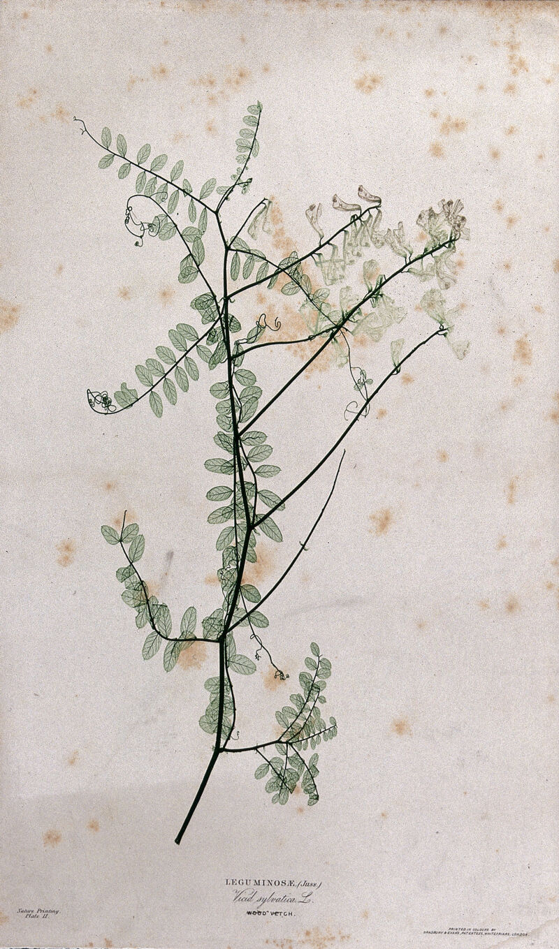 Vetch plant (Vicia species): flowering stem. Colour nature print by H. Bradbury., [c. 1867], by Henry Bradbury