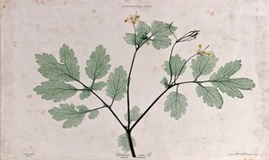 view Greater celandine (Chelidonium majus): flowering and fruiting stem. Colour nature print by H. Bradbury.