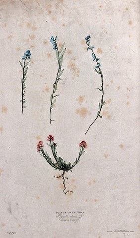 A milkwort or gang flower (Polygala vulgaris): one plant with red flowers and three stems with blue flowers. Colour nature print by H. Bradbury.