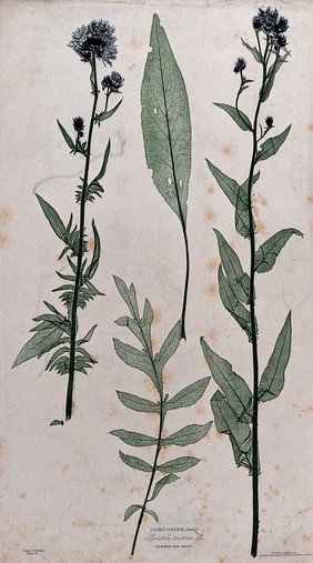 Common sawwort (Serratula tinctoria): two flowering stems and two separate leaves of different forms. Colour nature print by H. Bradbury.