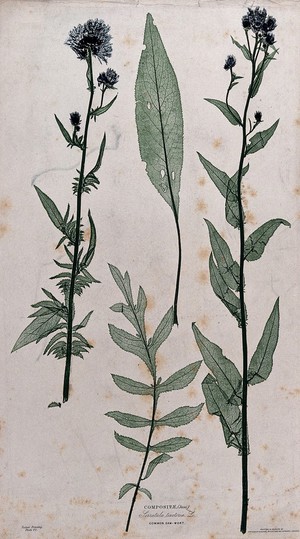 view Common sawwort (Serratula tinctoria): two flowering stems and two separate leaves of different forms. Colour nature print by H. Bradbury.