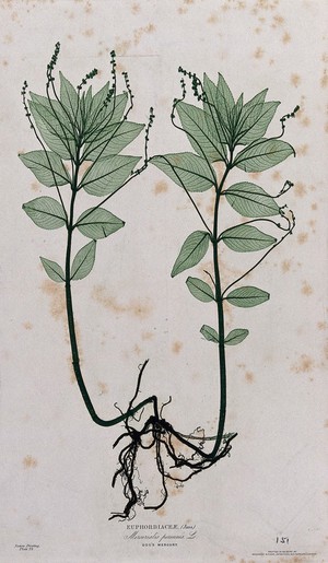 view Dog's mercury (Mercurialis perennis): flowering plant with roots. Colour nature print by H. Bradbury.