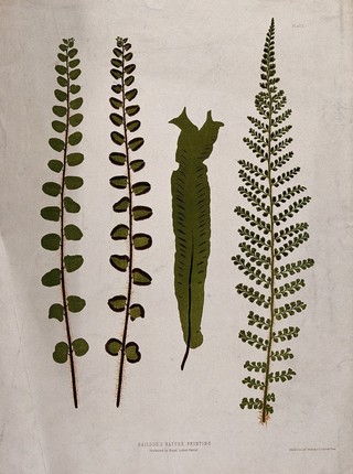 Four fern fronds, one of a hart's tongue fern (Asplenium species). Chromolithograph after a nature print.