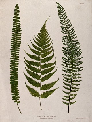 Three fern fronds. Chromolithograph after a nature print.