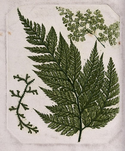Three species of fern, including a maidenhair fern (Adiantum species) and a clubmoss. Colour nature print by F. Branson, 1850.