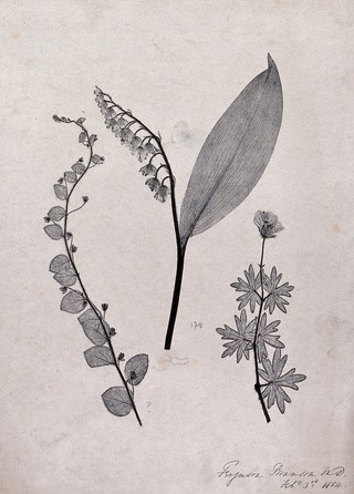 Three flowering plants, including a lily of the valley (Convallaria majalis) and an anemone (Anemone species). Nature print by F. Branson, 1854.