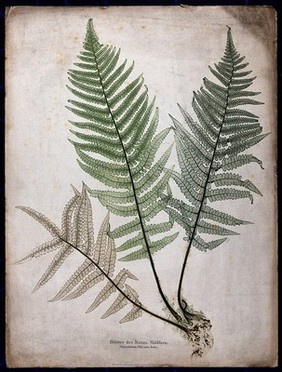 The male fern (Dryopteris filix-mas): fronds and part of rhizome. Colour nature print by A. Auer, c. 1853.