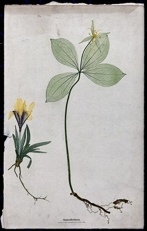 view Two entire flowering plants, a yellow crocus (Crocus species) and a herb Paris (Paris quadrifolia). Colour nature print by A. Auer, c. 1853.