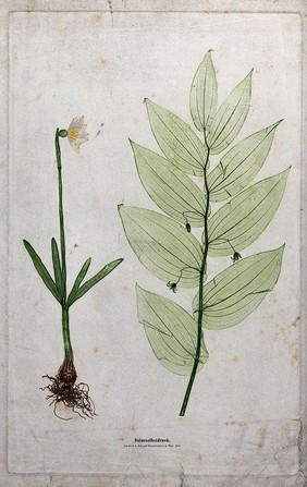 Two flowering plants, including a daffodil (Narcissus species) and a liliaceous plant. Colour nature print by A. Auer, c. 1853.