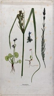 Five flowering plants, including a sedge (Carex species) and stemless gentian (Gentiana acaulis). Colour nature print by A. Auer, c. 1853.