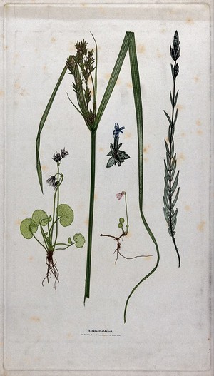 view Five flowering plants, including a sedge (Carex species) and stemless gentian (Gentiana acaulis). Colour nature print by A. Auer, c. 1853.