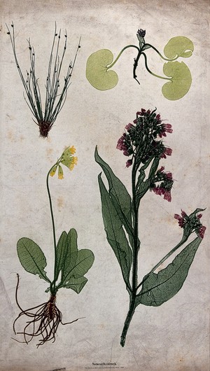 view Four flowering plants, including a cowslip (Primula veris), comfrey (Symphytum officinale) and a bulrush (Scirpus species). Colour nature print by A. Auer, c. 1853.