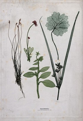 Five plants, including a grass, a sedge and a plant of the Boraginaceae family. Colour nature print by A. Auer, c. 1853.