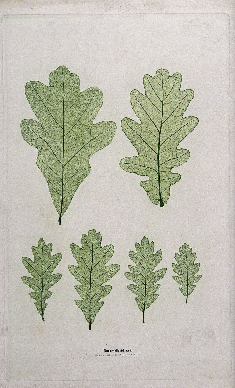 Oak (Quercus species): six leaves showing large variation in size. Colour nature print by A. Auer, c. 1853., 1853 [1854], by Alois Auer