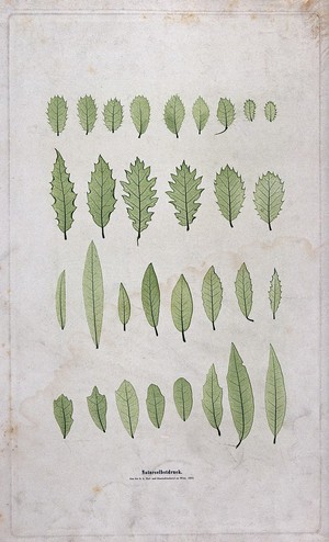 view Four rows of leaves of varying form, including some of holly (Ilex species) and willow (Salix species). Colour nature print by A. Auer, c. 1853.