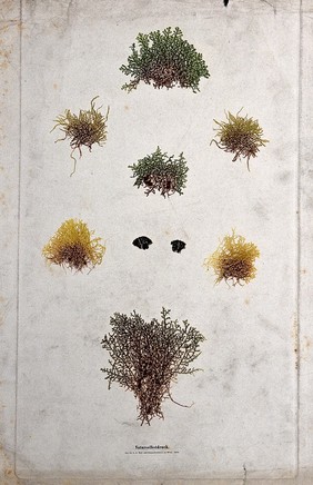 A group of lower plants, including mosses, liverworts and lichens. Colour nature print by A. Auer, c. 1853.