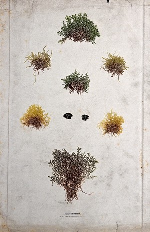 view A group of lower plants, including mosses, liverworts and lichens. Colour nature print by A. Auer, c. 1853.