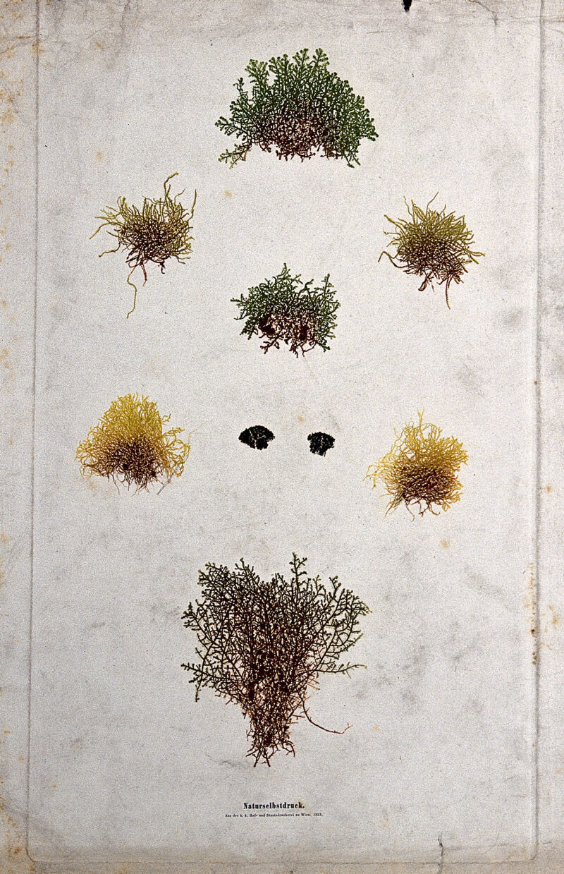 A group of lower plants, including mosses, liverworts and lichens. Colour nature print by A. Auer, c. 1853., 1853 [1854], by Alois Auer