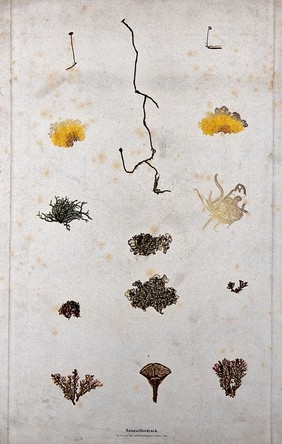 A group of mosses, in eight separate clumps. Colour nature print by A. Auer, c. 1853.