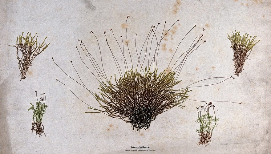 Two different mosses in five clumps, of which three have slender stalked sporophytes. Colour nature print by A. Auer, c. 1853.