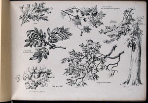 view Six pictures of foliage illustrating the general character of two trees - the plane (Platanus species) and walnut (Juglans regia). Lithograph after G. Barnard, c. 1849.