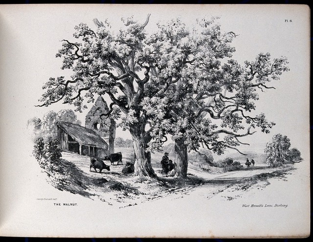 Two old walnut trees (Juglans regia) growing by a country lane and sheltering some cows and their minders. Lithograph after G. Barnard, c. 1849.