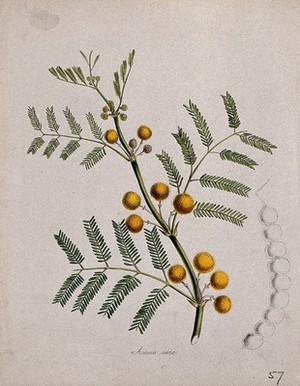 view Egyptian gum arabic (Acacia nilotica): flowering stem with separate seed pod. Coloured lithograph after M. A. Burnett, c. 1842.