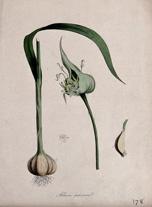 view Common garlic (Allium sativum): bulb, flower head, single flower and single clove. Coloured lithograph after M. A. Burnett, c. 1850.