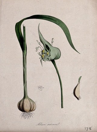 Common garlic (Allium sativum): bulb, flower head, single flower and single clove. Coloured lithograph after M. A. Burnett, c. 1850.