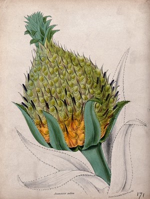 view Pineapple (Ananas comosus): large fruit on the end of a leafy stem. Coloured zincograph after M. A. Burnett, c. 1842.