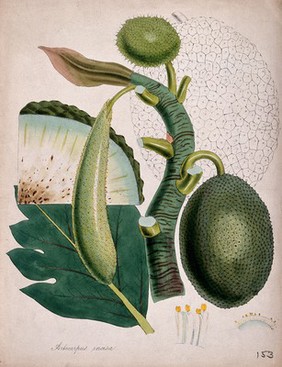 Breadfruit (Artocarpus altilis): fruiting stem with separate leaf, fruit, flowers and fruit segment. Coloured lithograph after M. A. Burnett, c. 1843.