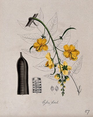 Purging cassia or Indian laburnum (Cassia fistula): flowers, leaf, pod and seeds. Coloured lithograph after M. A. Burnett, c. 1843.