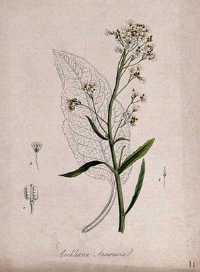 Horse radish (Armoracia rusticana): flowering stem, leaf and floral segments. Coloured lithograph after M. A. Burnett, c. 1843.