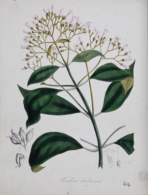 view Cinchona plant (Cinchona officinalis): flowering stem and floral segments. Coloured lithograph after M. A. Burnett, c. 1842.