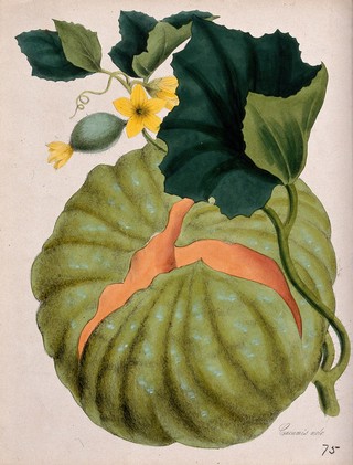 Melon (Cucumis melo): stem with large fruit and flowers. Coloured lithograph after M. A. Burnett, c. 1843.
