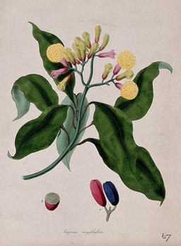 Clove tree (Syzygium aromaticum): flowering stem and separate fruit. Coloured lithograph after M. A. Burnett, c. 1842.