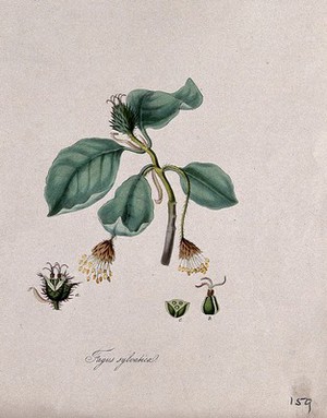 view Common beech (Fagus sylvatica): stem with flowers and nut and floral segments. Coloured lithograph after M. A. Burnett, c. 1843.