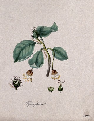 Common beech (Fagus sylvatica): stem with flowers and nut and floral segments. Coloured lithograph after M. A. Burnett, c. 1843.