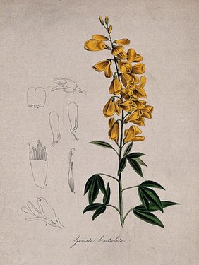 A broom plant (Genista stylosa): flowering stem and floral segments. Coloured lithograph after M. A. Burnett, c. 1847.