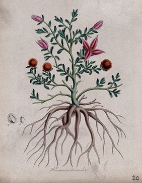 Peruvian rhatany (Krameria triandra): flowering and fruiting plant with roots and fruit segments. Coloured lithograph after M. A. Burnett, c. 1843.