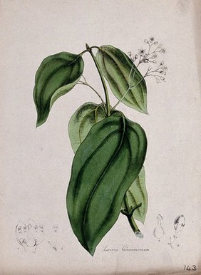 Cinnamon tree (Cinnamomum verum): flowering and leafy stem with floral sections. Coloured lithograph after M. A. Burnett, c. 1843.