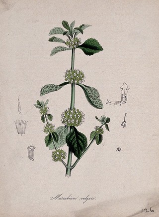 White horehound (Marrubium vulgare): flowering stem with floral sections. Coloured lithograph after M. A. Burnett, c. 1847.