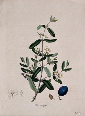 view Olive tree (Olea europaea): flowering stem with fruit and floral segments. Coloured lithograph after M. A. Burnett, c. 1843.