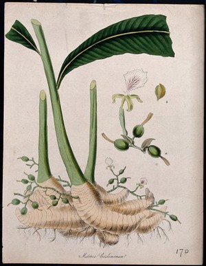 view Cardamom plant (Elettaria cardamomum): rootstock sprouting leafy and flowering stems, and separate flower. Coloured lithograph after M. A. Burnett, c. 1847.