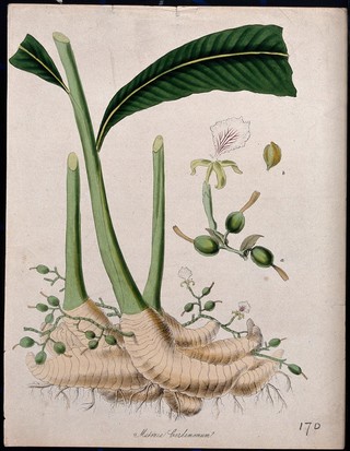 Cardamom plant (Elettaria cardamomum): rootstock sprouting leafy and flowering stems, and separate flower. Coloured lithograph after M. A. Burnett, c. 1847.
