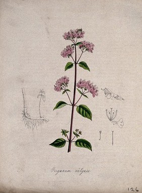 Marjoram (Origanum vulgare): flowering stem, rootstock and floral segments. Coloured lithograph after M. A. Burnett, c. 1847.